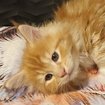 Kotka Maine Coon