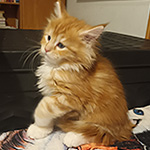 Kotka Maine Coon