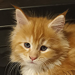 Kotka Maine Coon