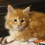 Kotka Maine Coon