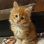 Kotka Maine Coon