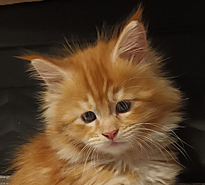 Kocurek Maine Coon