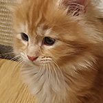 Kotka Maine Coon