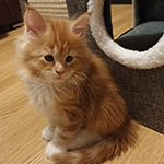 Kotka Maine Coon