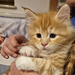 Kotka Maine Coon