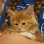 Kotka Maine Coon