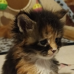 Kotka Maine Coon