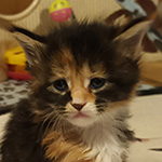 Kotka Maine Coon