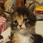 Kotka Maine Coon