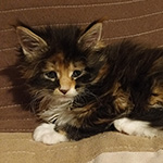 Kotka Maine Coon