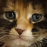 Kotka Maine Coon