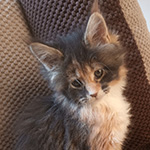 Kotka Maine Coon