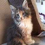 Kotka Maine Coon