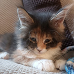 Kotka Maine Coon