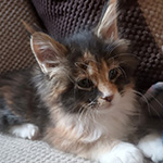 Kotka Maine Coon