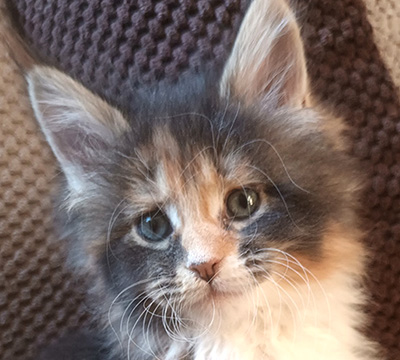 Kotka Maine Coon