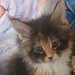 Kotka Maine Coon
