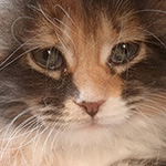 Kotka Maine Coon