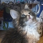 Kotka Maine Coon