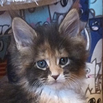 Kotka Maine Coon