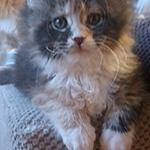Kotka Maine Coon