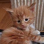 Kocurek Maine Coon