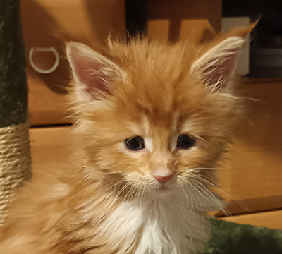 Kocurek Maine Coon
