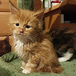 Kocurek Maine Coon