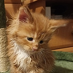 Kocurek Maine Coon