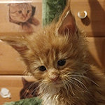 Kocurek Maine Coon