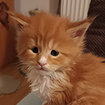 Kocurek Maine Coon