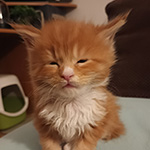 Kocurek Maine Coon
