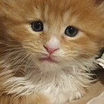 Kocurek Maine Coon