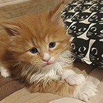 Kocurek Maine Coon