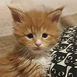Kocurek Maine Coon