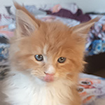 Kocurek Maine Coon