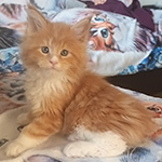 Kocurek Maine Coon