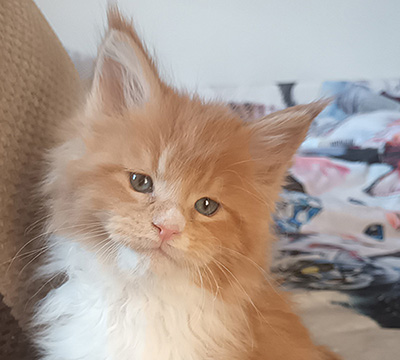 Kocurek Maine Coon