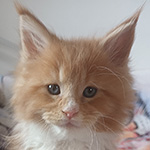Kocurek Maine Coon