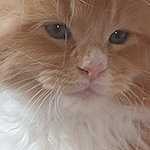Kocurek Maine Coon