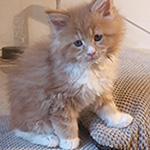 Kocurek Maine Coon