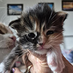 Kocurek Maine Coon