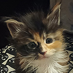 Kocurek Maine Coon