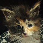 Kocurek Maine Coon