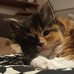 Kocurek Maine Coon