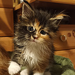 Kocurek Maine Coon