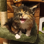 Kocurek Maine Coon