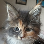 Kocurek Maine Coon
