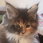 Kocurek Maine Coon