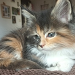 Kocurek Maine Coon